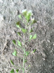 Capsella bursa-pastoris