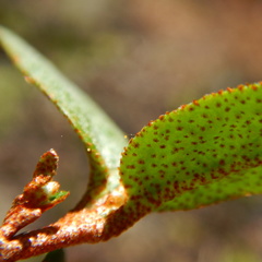 Bactericera shepherdiae