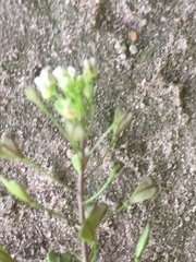 Capsella bursa-pastoris