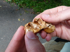 Vangueria madagascariensis