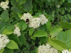Bombus