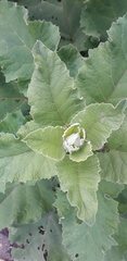 Arctium minus