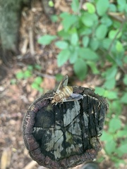 Goniops chrysocoma