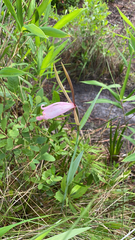Cleistesiopsis