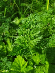 Selinum carvifolia