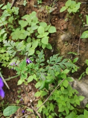 Delphinium anthriscifolium