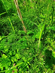Selinum carvifolia