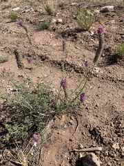 Dalea searlsiae