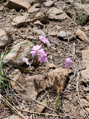 Phlox