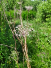 Selinum carvifolia