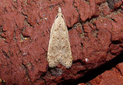 Dichomeris punctidiscellus