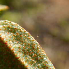 Bactericera shepherdiae