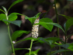 Pyrops oculatus