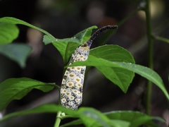 Pyrops oculatus