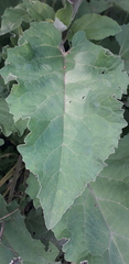 Arctium minus