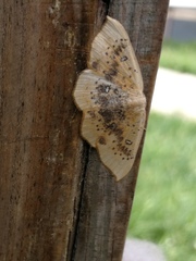 Cyclophora lennigiaria