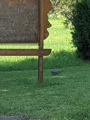 Columba palumbus