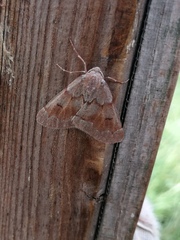 Adalbertia castiliaria