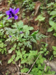 Delphinium anthriscifolium
