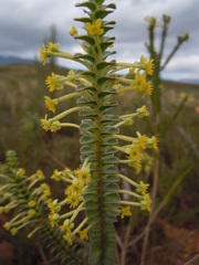 Struthiola argentea