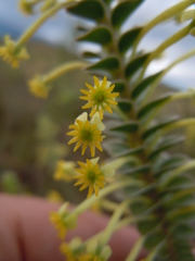 Struthiola argentea