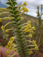 Struthiola argentea