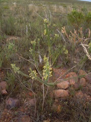 Struthiola argentea