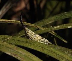 Pyrops oculatus