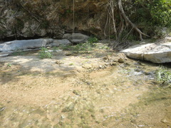 Brechmorhoga praecox
