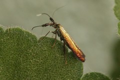 Coleophora deauratella