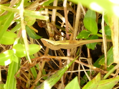 Anolis pulchellus