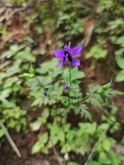 Delphinium anthriscifolium