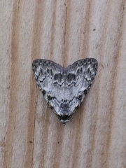 Meganola strigula