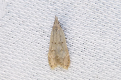 Dichomeris punctidiscellus