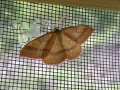 Rhodostrophia calabra