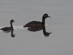Podiceps nigricollis