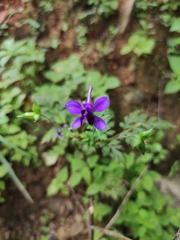 Delphinium anthriscifolium