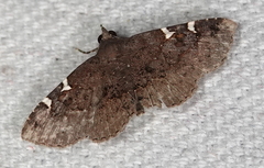 Antiblemma concinnula