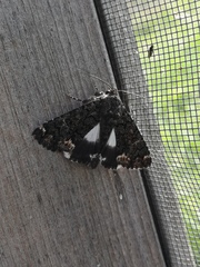 Catephia alchymista