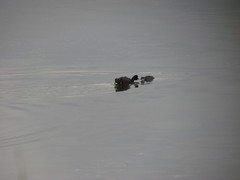 Podiceps nigricollis