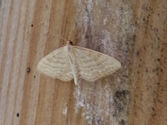 Idaea macilentaria