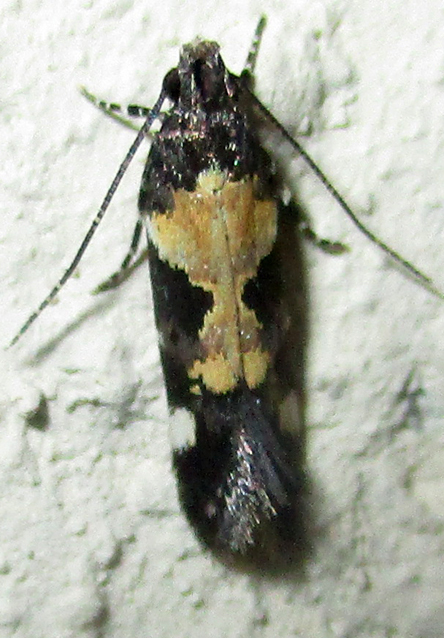 Stegasta sattleri