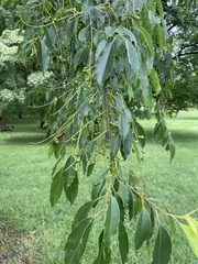 Prunus serotina