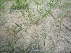 Tragopogon ucrainicus