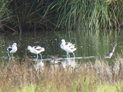 Recurvirostra americana