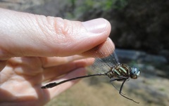 Brechmorhoga praecox
