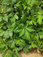 Artemisia lactiflora