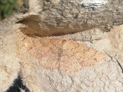 Cyclophora hyponoea