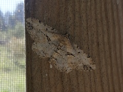 Peribatodes perversaria