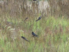 Hirundo rustica